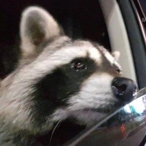 Meet your Posher, Lilly